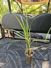 Lemongrass Stalks Live Plant 3" Cymbopogon Sereh Healthy Herb Lemon Grass