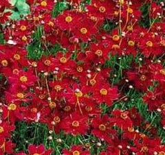 Coreopsis Seeds - 100 Fresh Tall Red Flower Seeds - Plains Coreopsis (Coreopsis tinctoria) - Free USA Shipping