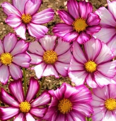 Cosmos Seeds - 80+ Picotee Flower Seeds - Colorful Annual Garden Plant - Cosmos bipinnatus