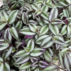 Wandering Jew Plant 6” Pot Purple Tradescantia Zebrina Indoor Outdoor Bare Root Plant for Hanging Pot