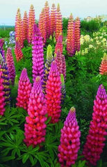 Lupine Seeds - 25 Pack - Pink Purple Orange Perennial Flowers - Lupinus - US Seller