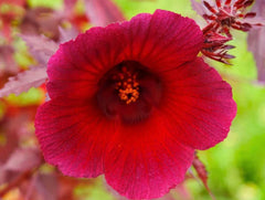Live Cranberry Hibiscus Plants Set of 2, 4-6 Inches Tall, Hibiscus acetosella, Tropical Garden Plants