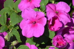 Busy Lizzy Seeds 500 Count - Premium Lilac Impatiens Accent (Impatiens walleriana)
