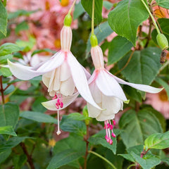 Fuchsia Annabelle Live Plant 5-12" Tall No Pot Pink Purple Flowers