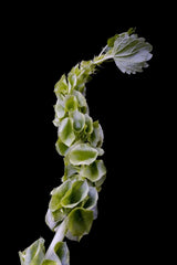 Bells of Ireland Flower Seeds - 100 Seeds - Green Flowering Plant - Moluccella laevis - Ideal for Cut Flower Displays