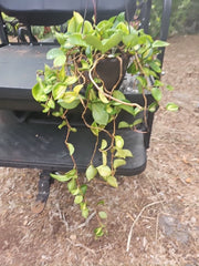 XL Hoya Krimson Princess 8" Hanging Basket Pot, Mature Plant, Tropical Houseplant, Hoya carnosa var. tricolor