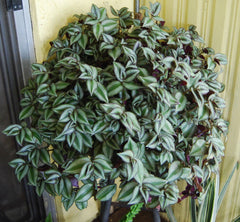 Violet Hill Tradescantia Zebrina Plant - Trailing Wandering Jew Houseplant - Easy Care Indoor Plant