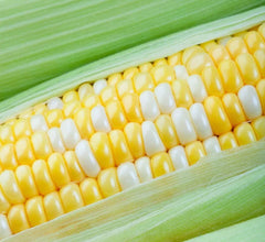 Peaches and Cream Sweet Corn Seeds - 75 Seeds - American Favorites - Zea mays