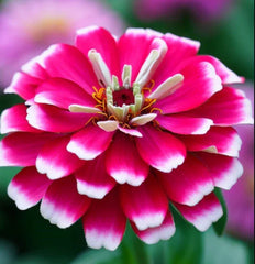 Zinnia Seeds - 100 Non-GMO Bi-Color Pink & White - Attracts Butterflies & Hummingbirds - Zinnia elegans