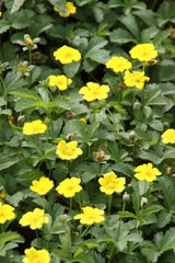 Aurea Potentilla Perennial Seeds - 500 Seeds - Golden Cinquefoil - Potentilla aurea - Freshly Dug, Priority Shipping