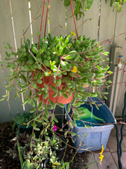 Nepenthes Tenuis x Mollis XL Rooted Cutting Plant - Exotic Carnivorous Plant for Home or Garden, Nepenthes Hybrid