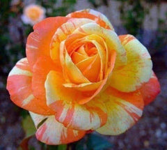 Orange White Rose Seeds - 10 Perennial Flower Seeds - Rosa spp. - US Seller