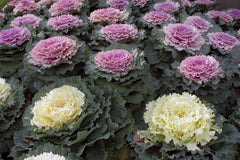 Ornamental Kale Seeds - 100 Non-GMO Heirloom - Vibrant Foliage - Brassica oleracea