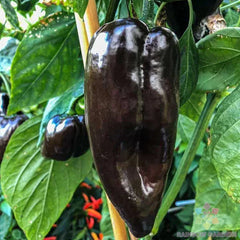 Mulato Isleno Hot Pepper Seeds - 25+ Premium Seeds for Garden Planting - Capsicum annuum - USA