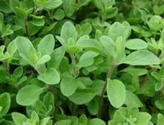 Fresh Sweet Marjoram Seeds - 100 Count - Origanum majorana - Free USA Shipping
