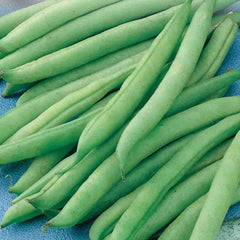 Green Bean Seeds - Greencrop Variety - Non-GMO Fresh Seeds - Phaseolus vulgaris - FREE Shipping