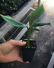 Goldfinger Dwarf Banana Plant – FHIA-01 Live Banana Tree – Sweet Edible Fruit – Cold & Disease Resistant – Patio or Garden Plant