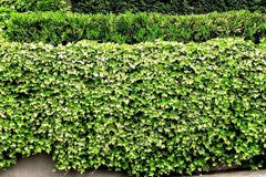Live English Ivy Roots - 10 Pack - Green Ground Cover for Garden and Patio - Hedera helix