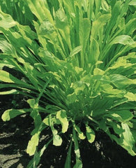 Mibuna Chinese Cabbage Seeds, 1000 Non-GMO Seeds, Chinese Broccoli, Chinese Kale, Brassica rapa var. japonica