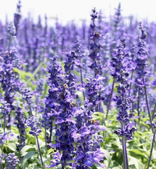 Hyssop Seeds - 800+ Count - Perennial Hummingbird Plant, Medicinal, Non-GMO - Hyssopus officinalis