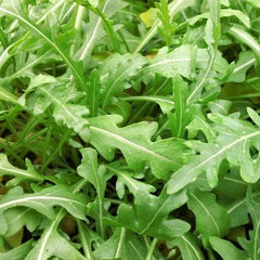 Sylvetta Arugula Seeds - Heirloom Non-GMO Organic Seeds - Salad Greens - Eruca sativa - Free Shipping