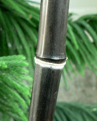 Black Bamboo Plant 1 Gallon - Phyllostachys Nigra - Live Plant Not Just a Root Ball