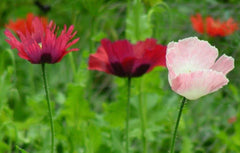 Poppy Seeds - Pepperbox Mix - 85 Seeds - Flower Seeds - GroCo Made in USA