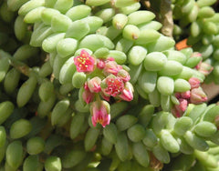 Unrooted 4'' Donkey Tail Cutting, Sedum Morganianum, Hanging Succulent Plant, Easy Care, Indoor/Outdoor Decor