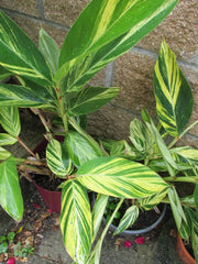 Variegated Ginger Rooted Cutting - Alpinia zerumbet - Tropical Houseplant with Stunning Foliage