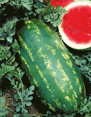 Stargazer Watermelon Seeds - 20 Organic Seeds - USA Grown - Non-GMO, Heirloom Variety