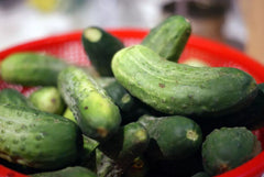 Cucumber Seeds for Pickling and Canning, 55 Seeds, GroCo Variety, Perfect for Home Gardens, Cucumis sativus