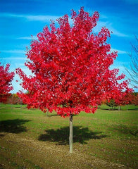 Red Maple Tree Live Plant 1-4 Years Old Well-Rooted Acer rubrum 4-40" Tall
