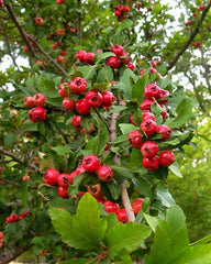 Live Mayhaw Fruit Trees - 6" Heirloom Red Seedlings - Crataegus aestivalis - Apple Hawthorn Plants