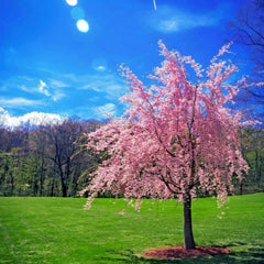 Weeping Sakura Cherry Blossom Tree Seeds - Fast Hardy - Prunus serrulata 'Pendula'