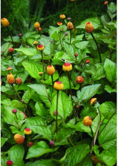 Toothache Plant Seeds - Organic 20+ Seeds - Spilanthes acmella oleracea - Herbal Remedies