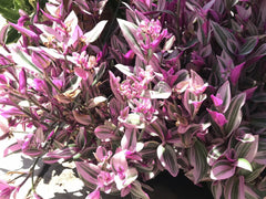 Tradescantia Nanouk Cuttings - Rare Pink Wandering Jew - 5 Healthy Plant Cuttings for Propagation