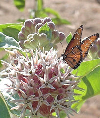 Showy Milkweed Seeds - 51+ Native Wildflower for Container Garden - Asclepias tuberosa - Heat & Cold Tolerant