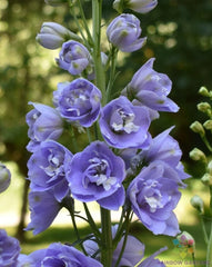 Aurora Lavender Delphinium Seeds - 200+ Seeds for Garden Planting - Delphinium elatum - USA