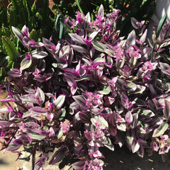 Tradescantia Nanouk Cuttings - 7 Healthy Stem Cuttings for Indoor Plant Propagation - Variegated Purple & Green Foliage