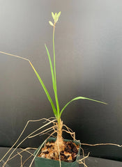 Trachyandra saltii Succulent Plant in 2.5" Pot - Rare Rooted Variety - Unique Houseplant