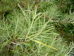 Rosemary Willow Tree Cuttings - 24 Pack - Attractive Landscape or Privacy Bush - Salix rosemary