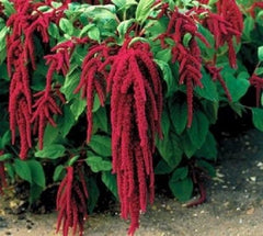 Love Lies Bleeding Flower Seeds - 1000 Seeds - Amaranthus caudatus - Vibrant Red Blooms, Easy to Grow, Perfect for Gardens