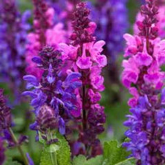 50 Pink Purple Salvia Seeds | Perennial Flower Seeds | Hummingbird Attracting | Salvia spp.