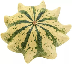 Crown of Thorns Shenot Gourd Seeds - 30+ Heirloom Organic Squash - Non-GMO - Ideal for Home Gardening