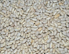 Great Northern Soup Bean Seeds - Fresh Organic Variety - Phaseolus vulgaris - FREE Shipping