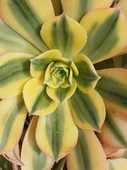 Aeonium Sunburst Plant - 6" Potted Succulent - Beautiful Designer Plant - Ideal for Indoor Gardens