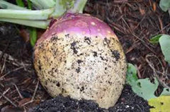 Rutabaga Seeds 500 Count, American Purple Top, Heirloom, Non-GMO, Brassica napus