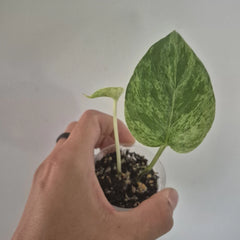 Marble Queen Pothos Starter Plants | Indoor Houseplant | Epipremnum aureum