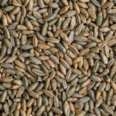 Organic Rye Berries 12 oz - Healthy, High in Fiber and Iron - Whole Grain Superfood (Secale cereale)