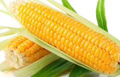 Sweet Golden Bantam Corn Seeds - 120+ Heirloom Organic NON-GMO - Zea mays
